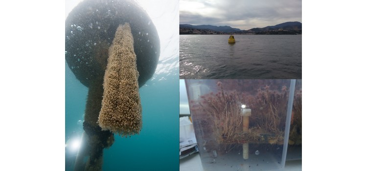 Accounting for BIOfouling through established Protocols of quantification