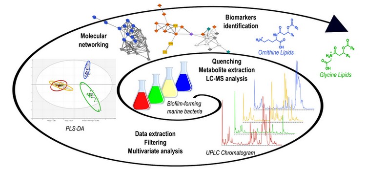 Bacterial biomarkers characterization by metabolomic analysis in marine biofilms