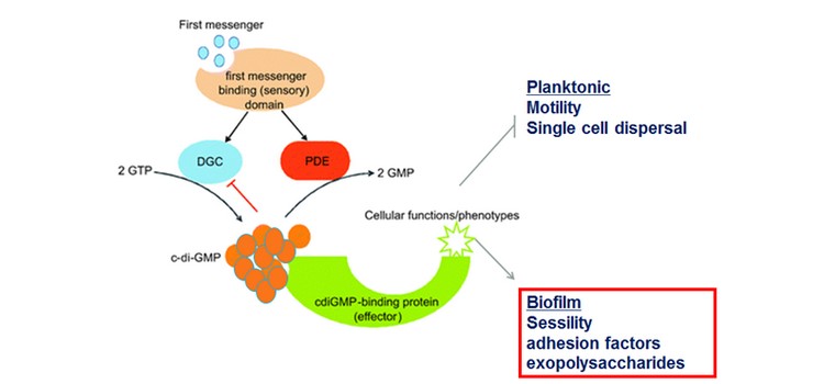 Biofilm formation and c-di-GMP signaling in Shewanella oneidensis