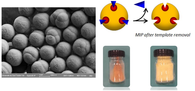 Ion and Molecularly Imprinted Polymers (IMIP)