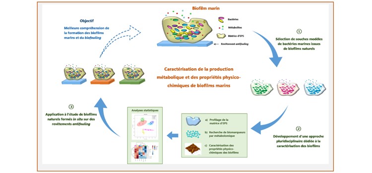 Characterization of the metabolic production of marine biofilms. Towards an application to the study of complex biofilms in situ