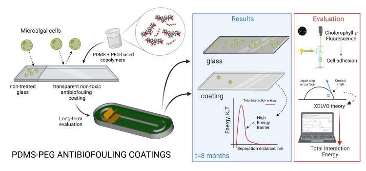 Long-lasting biofouling formation on transparent fouling-release coatings for the construction of efficient closed photobioreactors