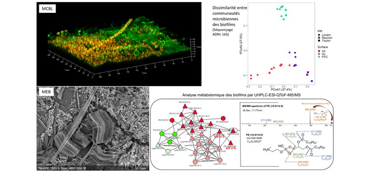 Microbial & Chemical Ecology of marine Biofilms (MCEB)