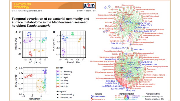 Temporal covariation of epibacterial community and surface metabolome in the Mediterranean seaweed holobiont Taonia atomaria